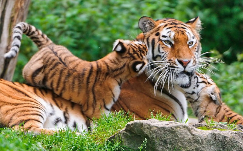 TIGER MOM AND KIDS, children, wildlife, tigers, babies, cubs, cats, animals, HD wallpaper