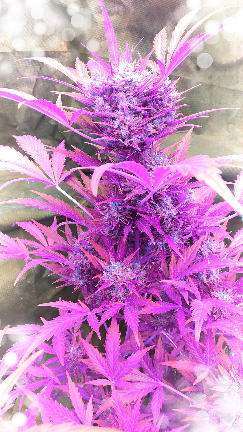 Tibeth Canna Design, cannabis, color, plant, HD phone wallpaper