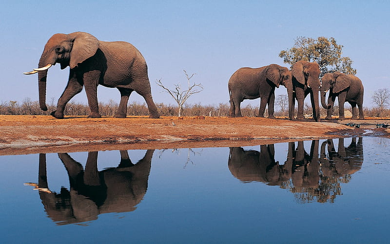 African elephants-Animal graphy, HD wallpaper | Peakpx