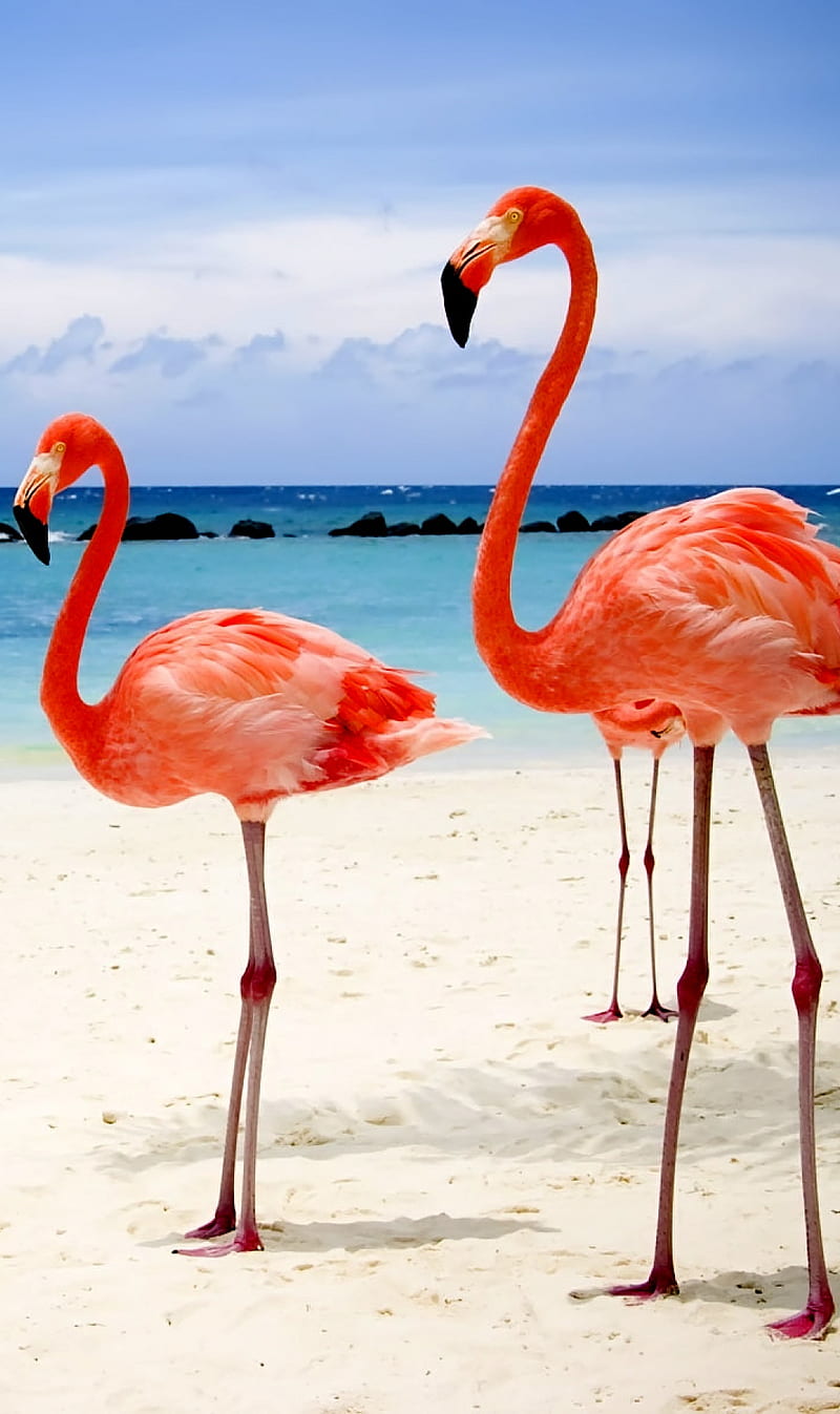 Flamingos, birds, lake, sands, sea, water, HD phone wallpaper | Peakpx
