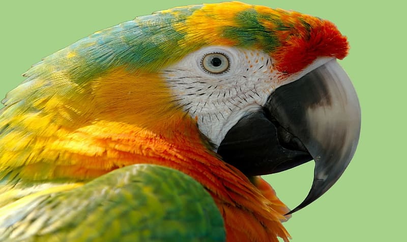 Parrot, ornithology, animals, birs, Zoology, HD wallpaper