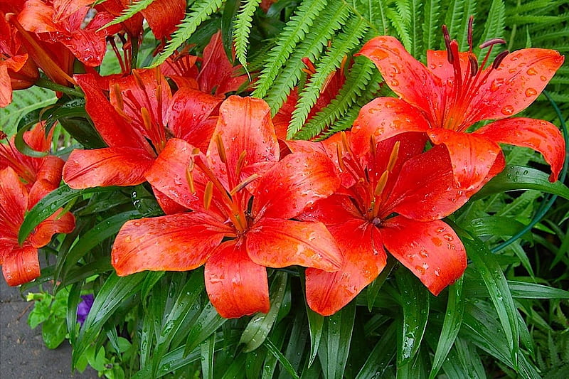 Red Lilies, lilies, red, garden, flowers, HD wallpaper | Peakpx