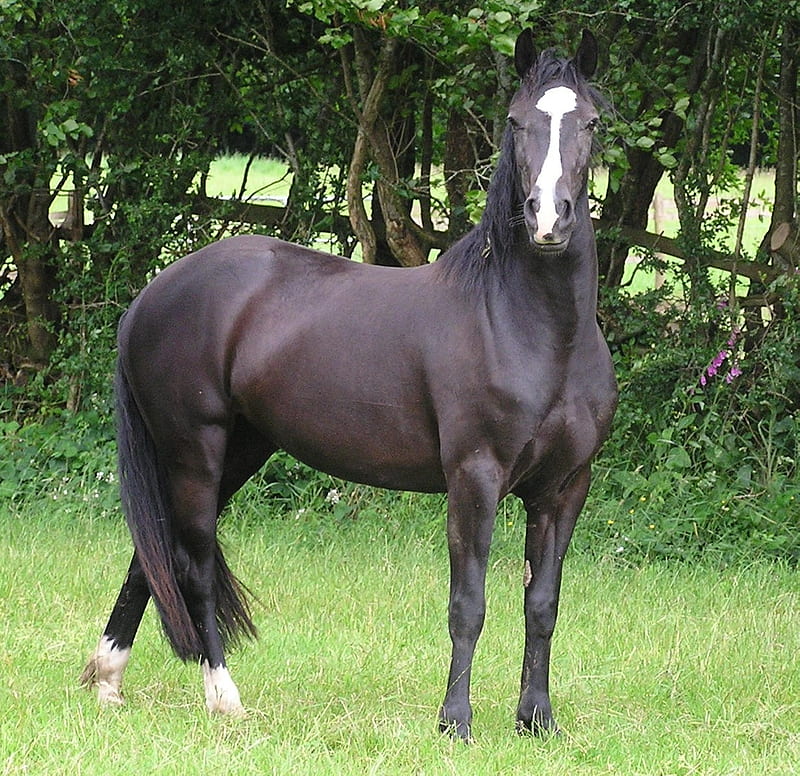 Quarter Horse, quarter, black, american, horses, HD wallpaper