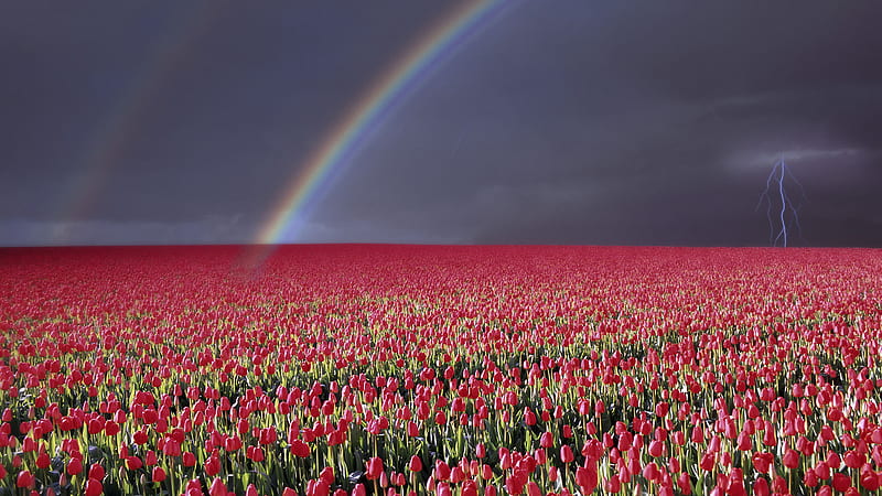 Double Rainbow, flowers, rainbow, sky, dark, HD wallpaper