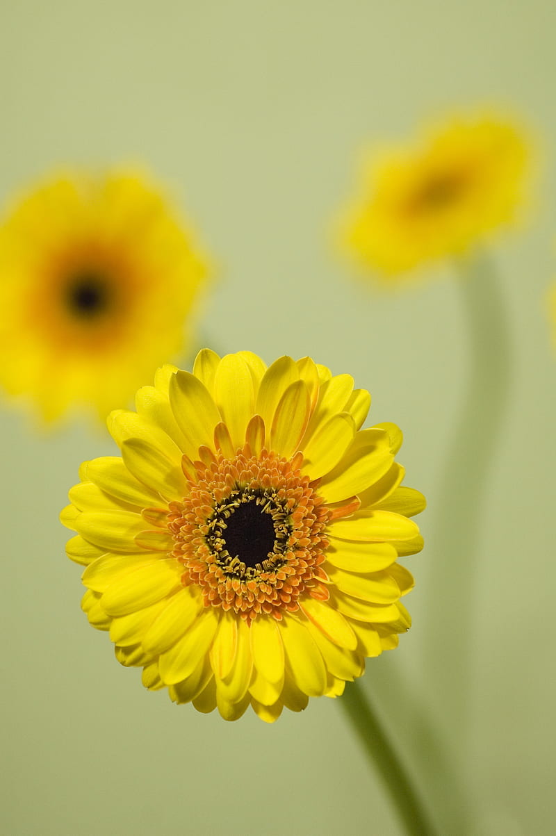 gerbera, flower, yellow, bloom, closeup, HD phone wallpaper