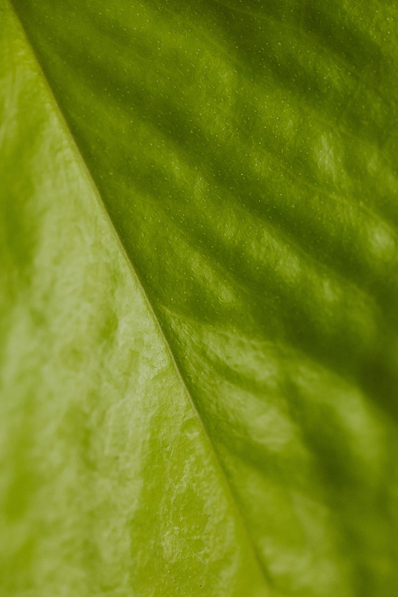 Close Up of Green Textile, HD phone wallpaper