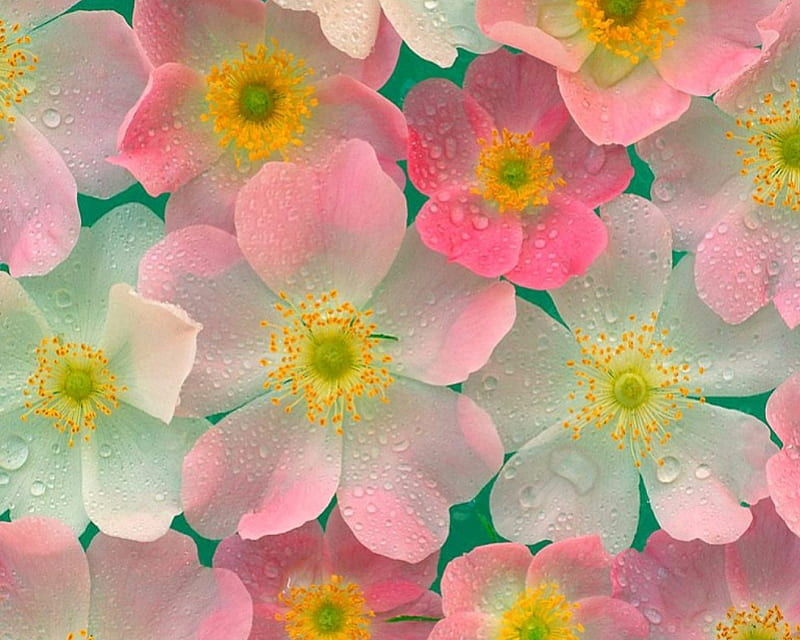 Pink Japanese Anemones, anemones, japanese flowers, HD wallpaper