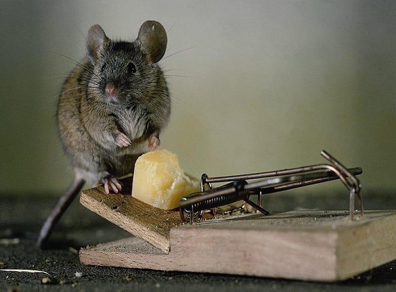 Mouse and the Cheese, trap, mouse, cheese, mouse trap, mousetrap