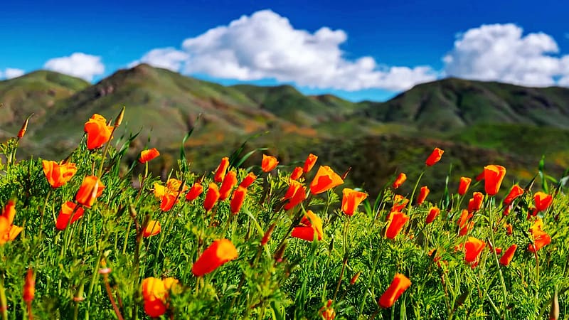 California Poppies, hills, blossoms, sky, usa, clouds, landscape, HD wallpaper