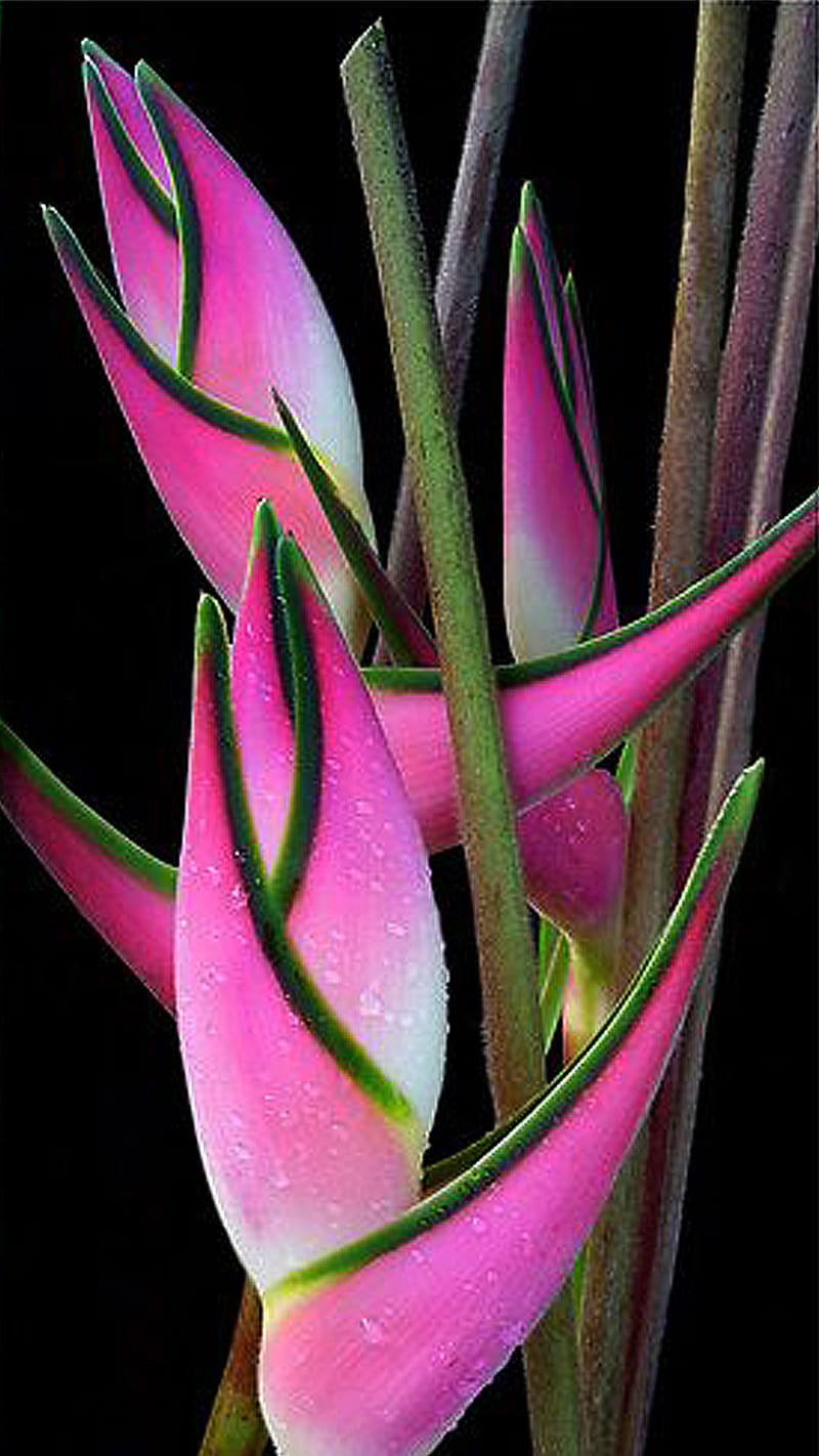 Pink heliconia, black, flower, green, tropical, HD phone wallpaper