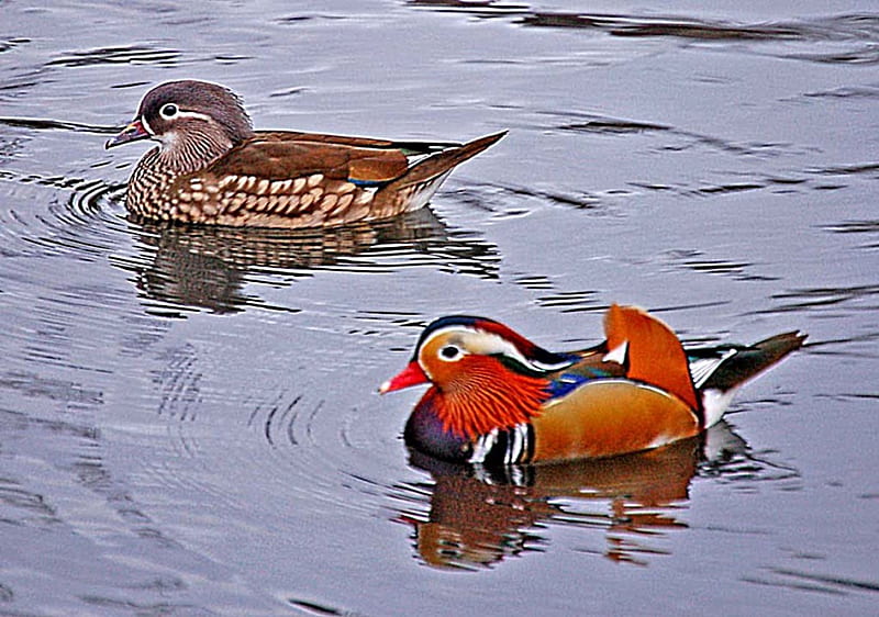 Couple of Mandarin ducks, sideways, male, female, swim, HD wallpaper