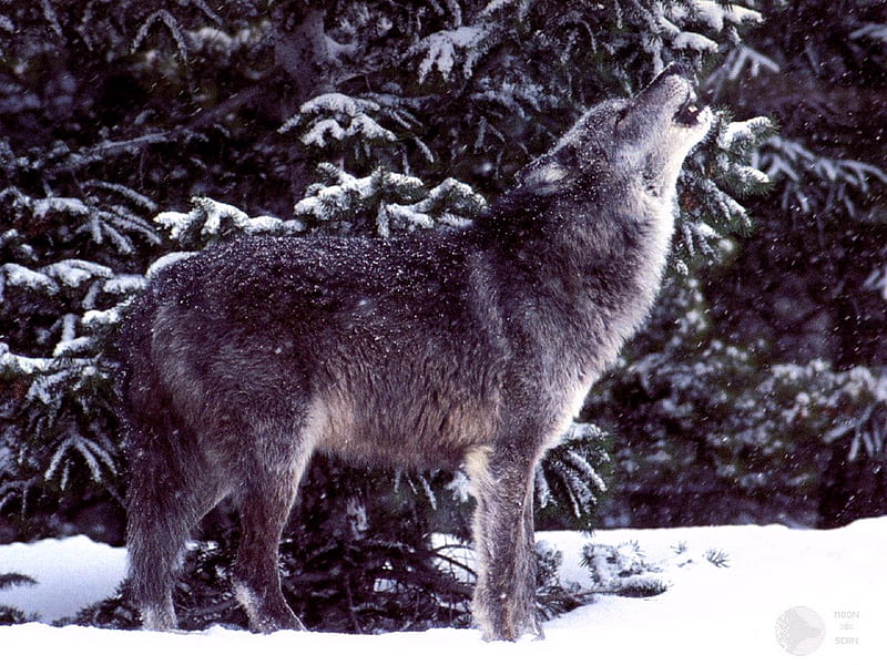 winter wolf forest wallpaper