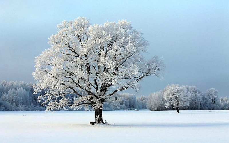 Winter in Latvia, hoarfrost, snow, Latvia, trees, winter, HD wallpaper
