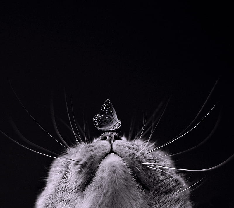 Gato, negro, mariposa, gatito, nariz, Fondo de pantalla HD | Peakpx