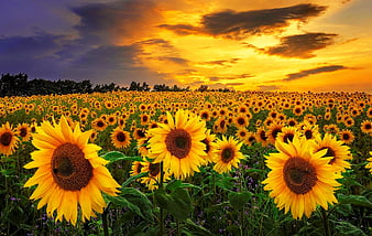 Rising sun and sunflowers, glow, sun, fiery, orange, golden, bonito ...