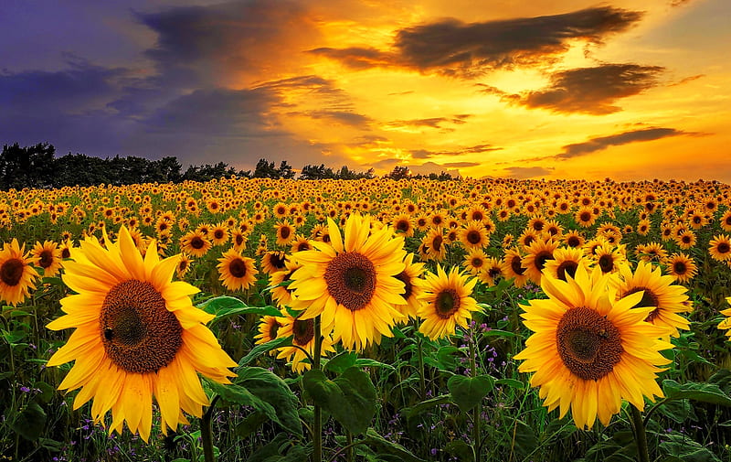 Sunflowers field at sunset, sunflowers, fiery, summer, bonito, sunset ...