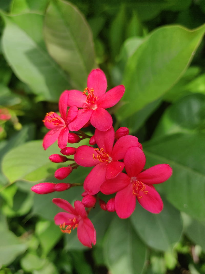 red flower, beautyful, nature, nice click, HD phone wallpaper