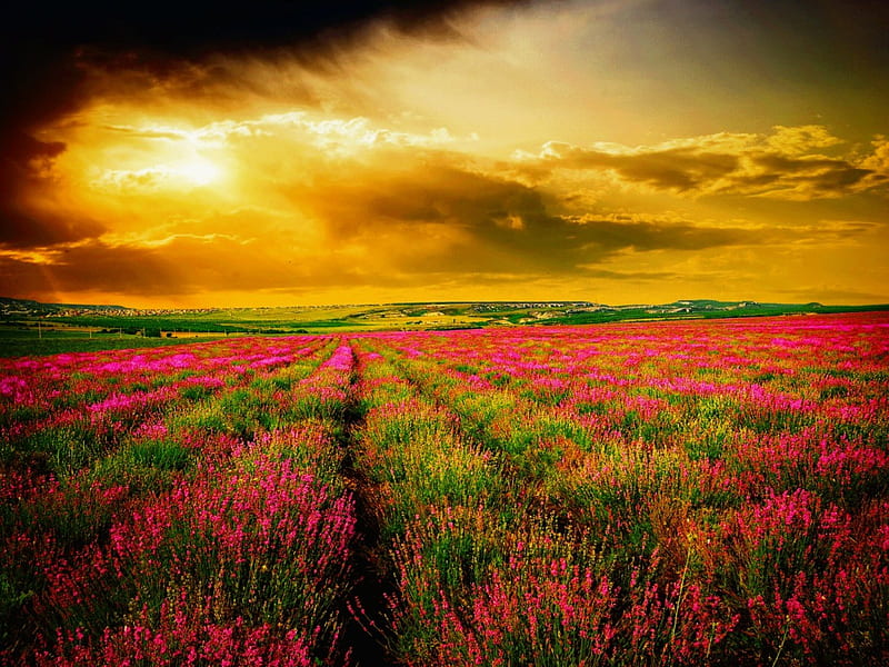 Sunset field, pretty, colorful, glow, fiery, lavender, bonito, sunset, clouds, sundown, nice, rows, amazing, lovely, golden, sky, nature, meadow, field, HD wallpaper