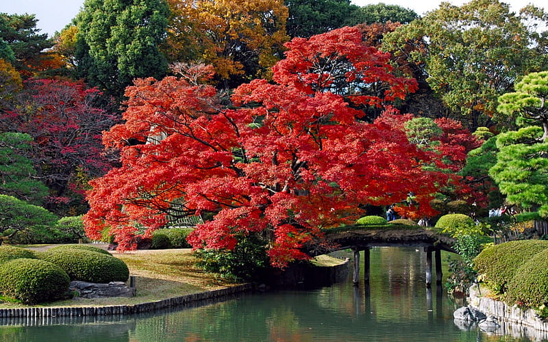 Garden Of The Six Principles Of Poetry, grass, Tokyo, colors, bonito, park, trees, shrubs, pond, bridge, japanese garden, HD wallpaper