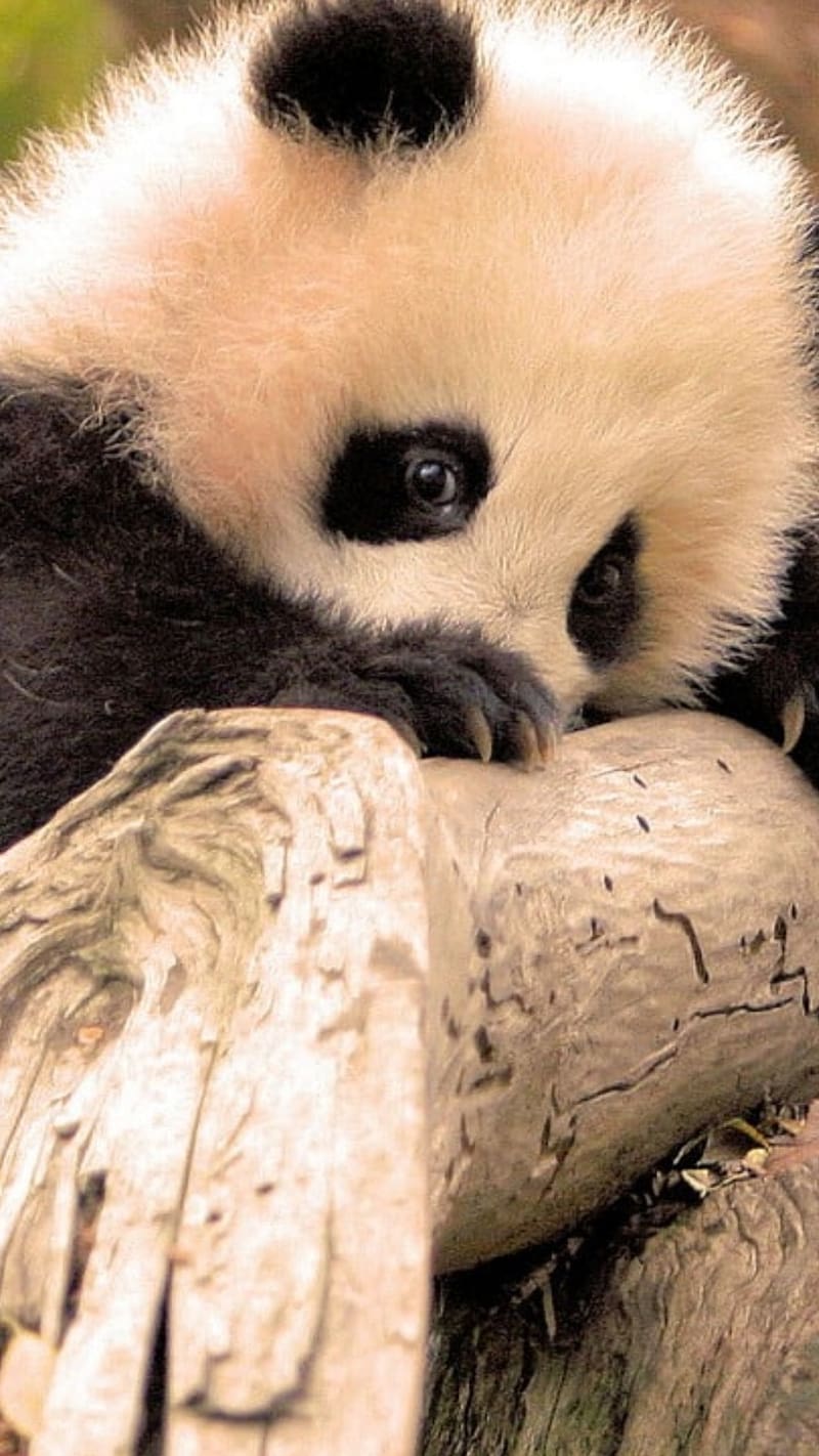 Cute Baby Animals, Baby Panda Sleeping On Wood, panda, cub, animal ...