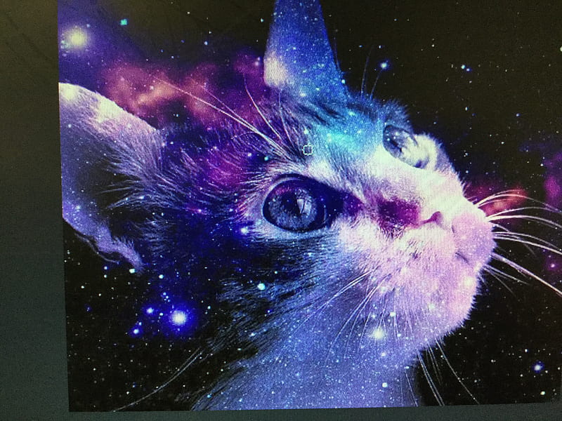 Galaxy cat, animals, HD wallpaper | Peakpx