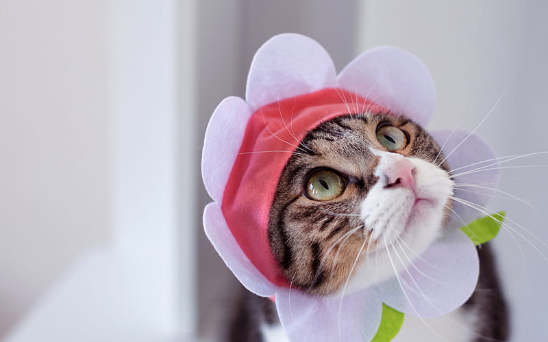 funny cat, pets, domestic cats, cat in a hat, cute animals, HD wallpaper