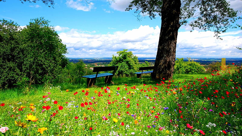 Wooden Bench In Colorful Flowers Field Spring, HD wallpaper