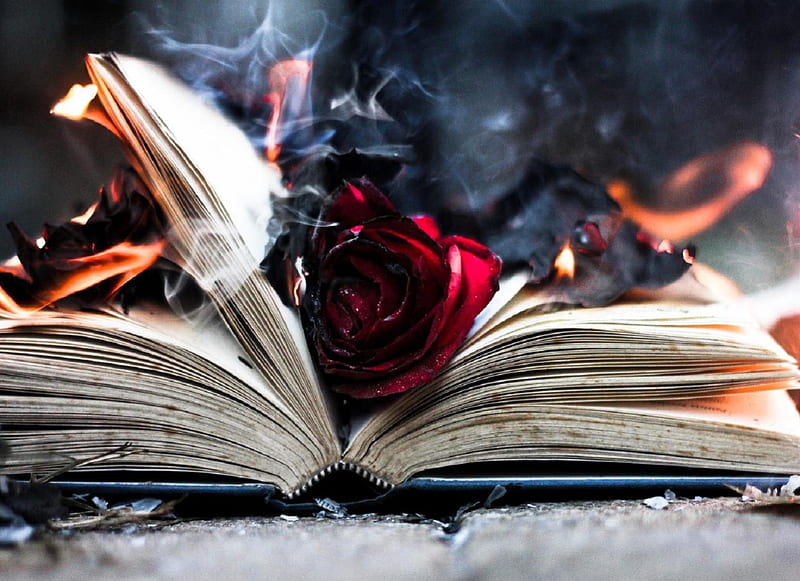 Passion, red roses, fire, graphy, book, roses, ashes, HD wallpaper