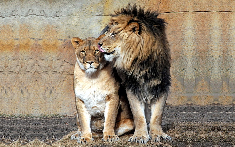 JUNGLE SWEETHEARTS, king, queen, lioness, lion, couple, HD wallpaper |  Peakpx