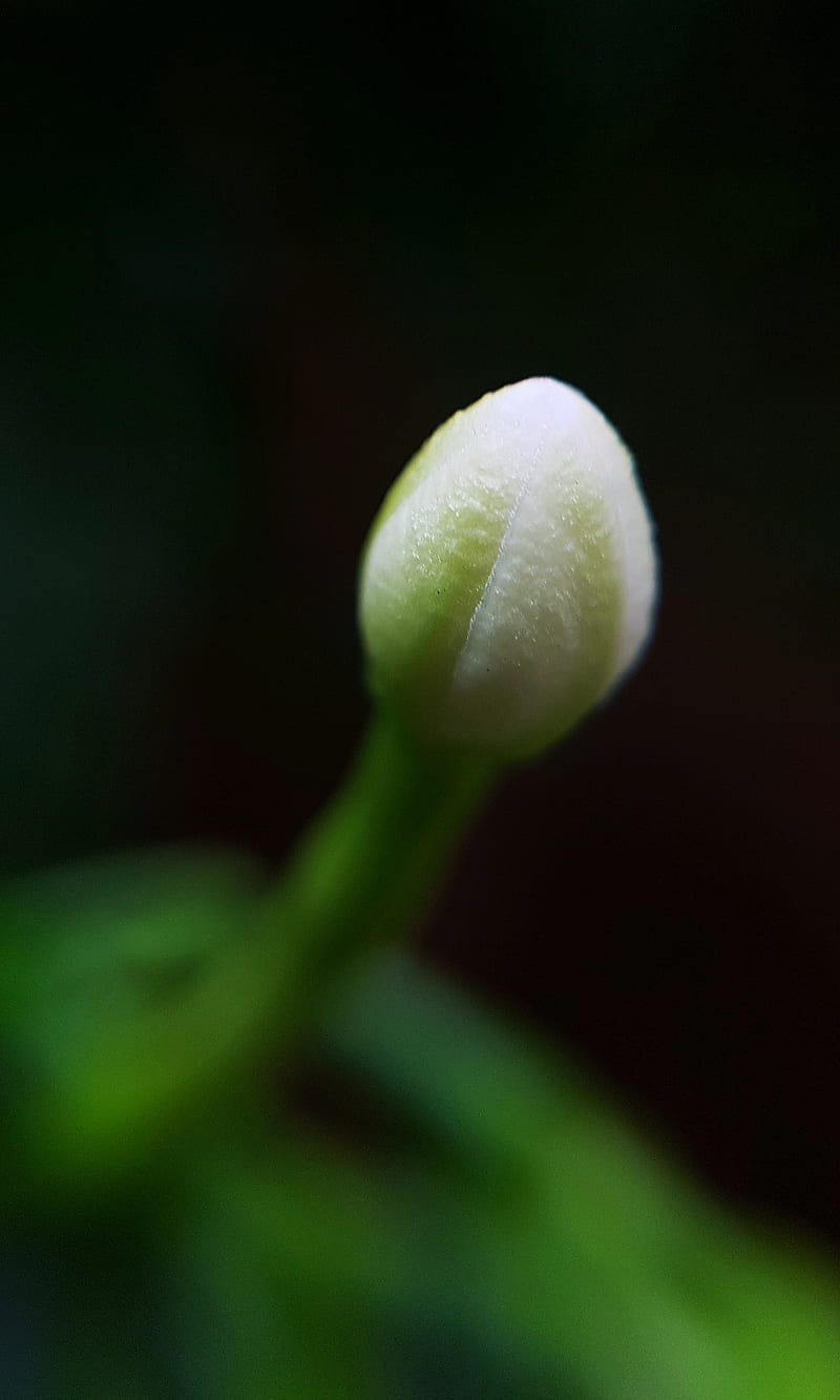 White flower, flower, flower bud, m1, HD phone wallpaper | Peakpx