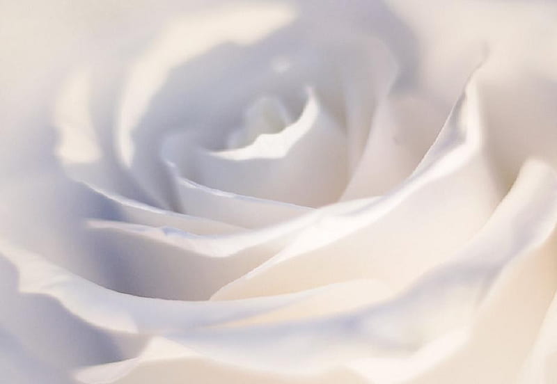 Purity, pretty, lovely, rose, soft, bud, delicate, nice, plants, flowers, nature, petals, white, HD wallpaper