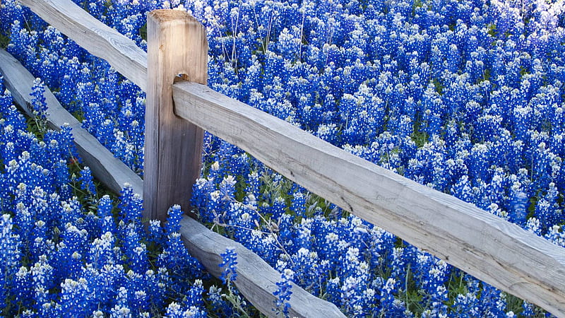 Fence with flowers, fence, corral, 1920x1080, gray, close, lavender, bonito, inclosure, domain, mazing, graphy, nice, flowers, wood, blue, zareeba, lavanda, enclosure, cool, zareba, hedge, awesome, garden, cincture, nature, petals, around, white, field, HD wallpaper