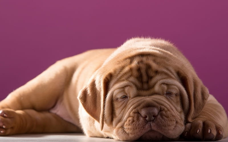Puppy, cute, dogue de bordeaux, pink, dog, animal, HD wallpaper
