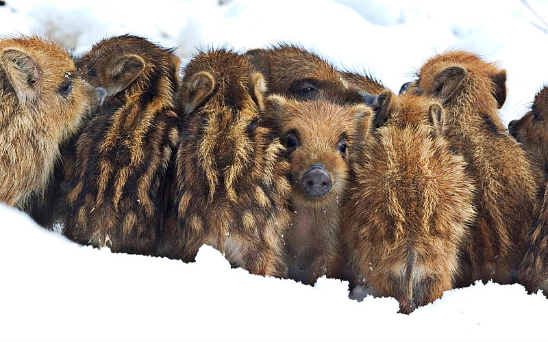 little wild boars, family, little piglets, winter, snow, wild animals, pigs, HD wallpaper