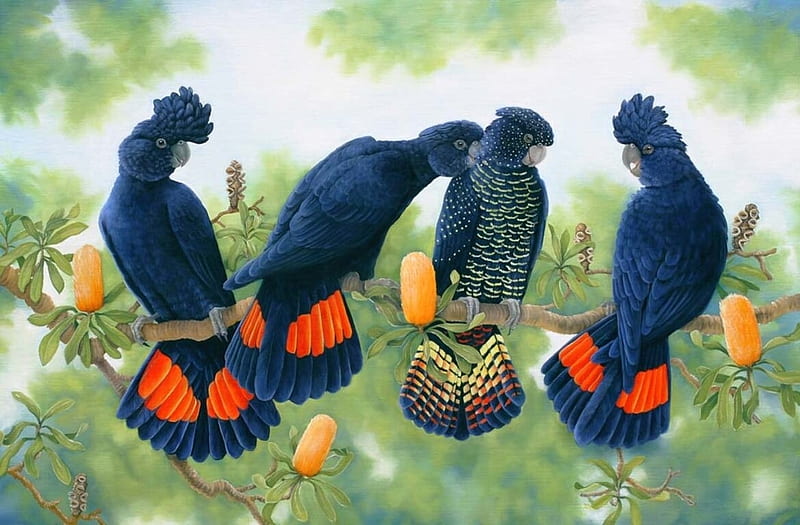 Red tailed black cockatoos, art, red, bird, papagal, pasari, black, parrot, pictura, painting, HD wallpaper