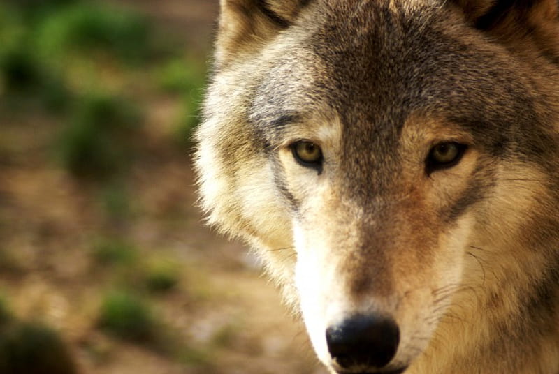 POWER with GRACE, face, wolf, close up, watching, HD wallpaper