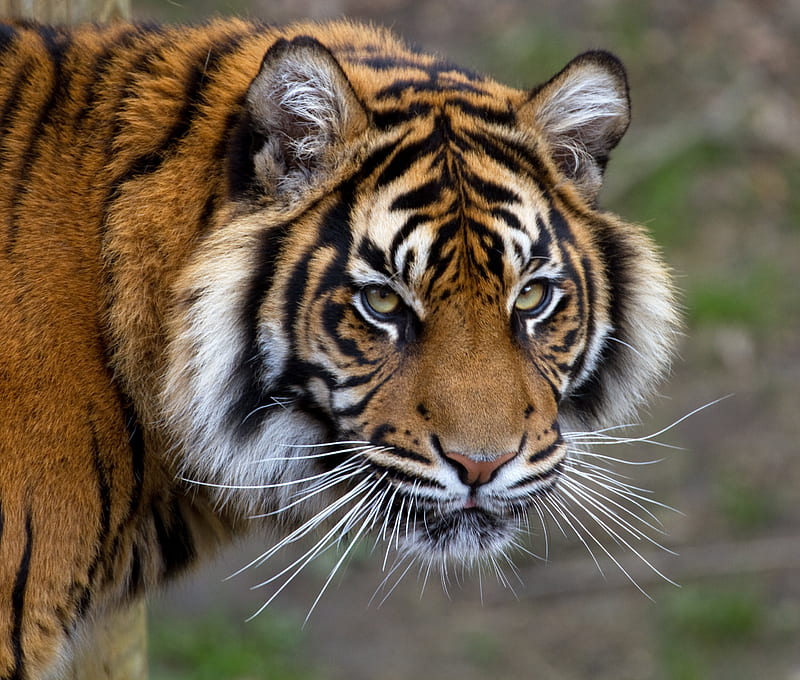 tiger, muzzle, striped, mustache, HD wallpaper
