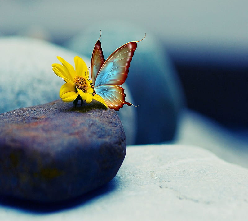 pretty butterfly, daisy, yellow, HD wallpaper