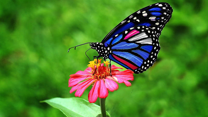 White Blue Black Pink Design Butterfly On Pink Yellow Filament Flower In Blur Green Background Butterfly, HD wallpaper