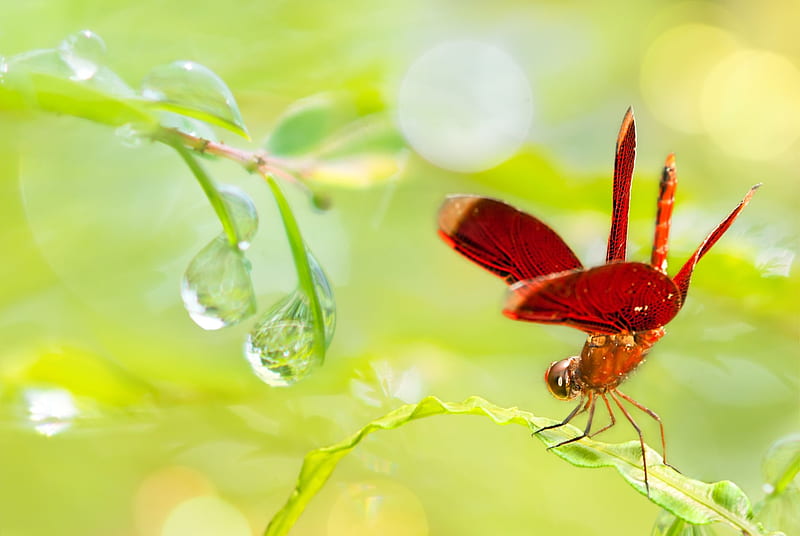 Dragonfly, red, libelula, fuyi chen, green, insect, draggonfly, HD wallpaper