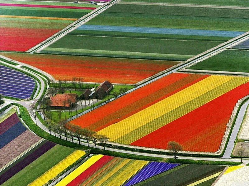Rainbow Fields in The Netherlands, red, colorful, yellow, farm, netherlands, green, stretch, fields, land, rows, flat, crops, blue, HD wallpaper