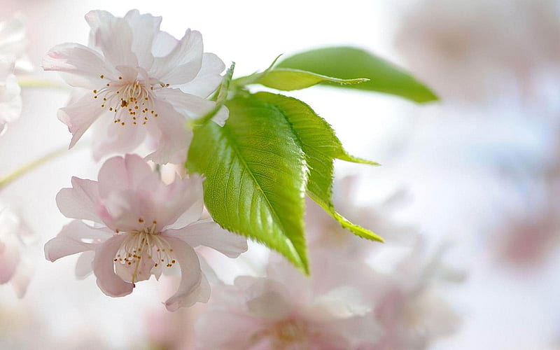 cherry flowers-Flowers and plants, HD wallpaper