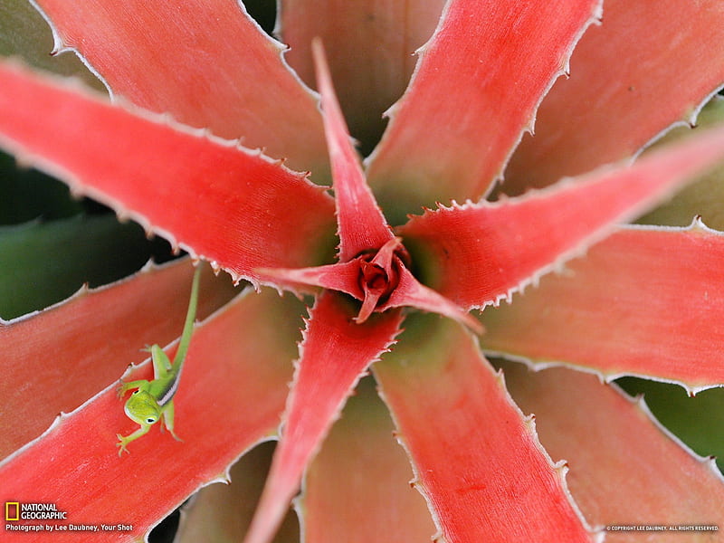 Lizard Cuba-National Geographic graphy, HD wallpaper