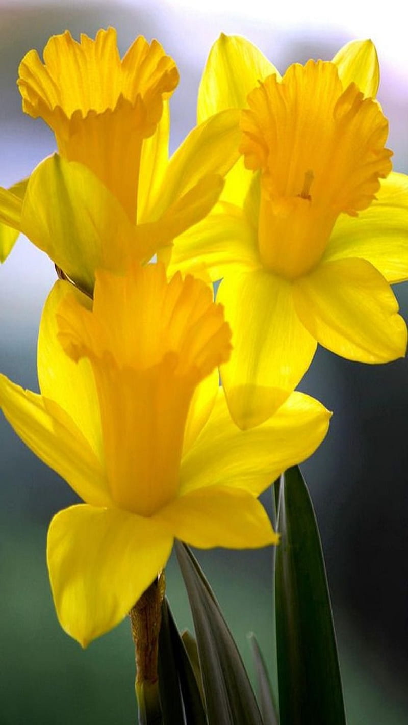 Narcisos, flores, Fondo de pantalla de teléfono HD | Peakpx