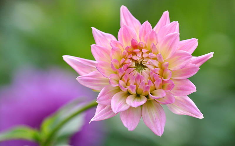 Dahlia, flower, nature, pink, HD wallpaper