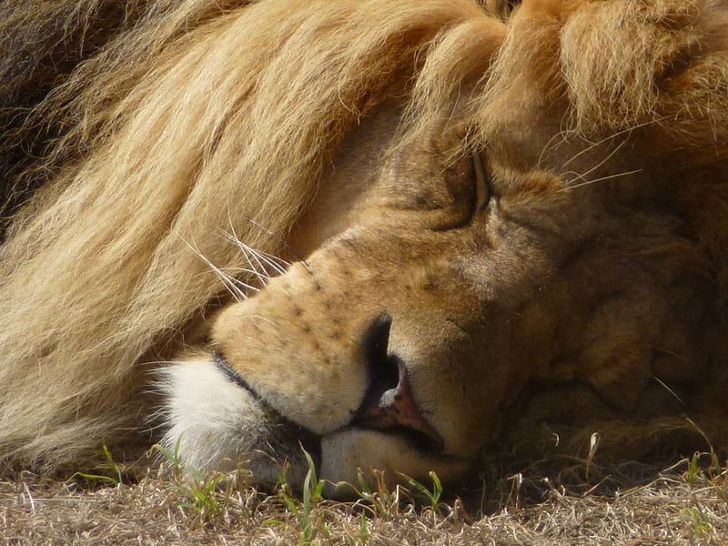 sleepie lion, up close, sleep, brown, lion, HD wallpaper