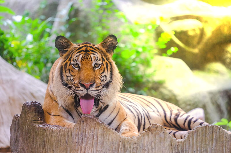 Cats, Tiger, Amur Tiger, Big Cat, Wildlife, predator (Animal), HD wallpaper