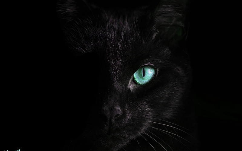 Black cat, eye, black, face, cat, pisica, HD wallpaper