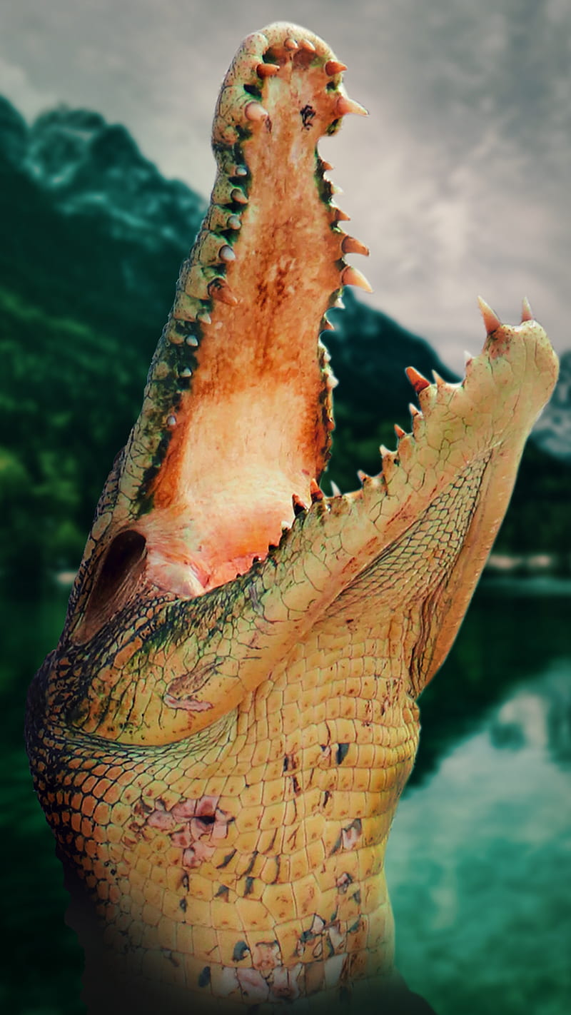 gator, alligator, cayman, crocodile, nature, pets, predator, HD phone wallpaper
