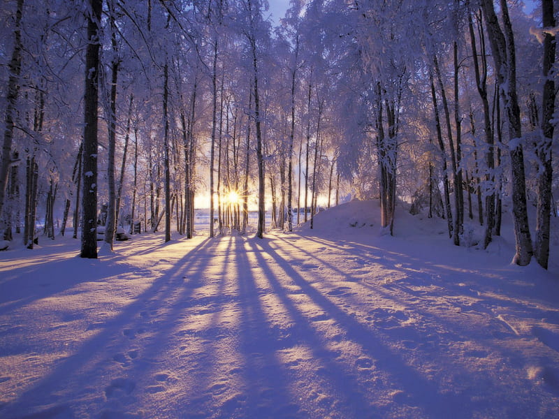 Last of sunset, forest, dusk, sunset, winter, rays, snow, shadows, nature, white, HD wallpaper